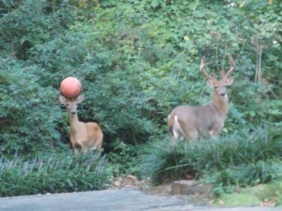 deer.jpg